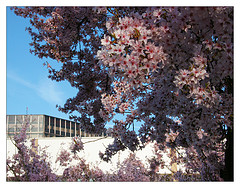 Pilkington Library in bloom