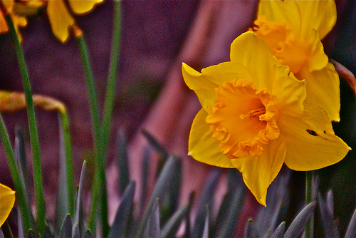 daffodils by eat crow