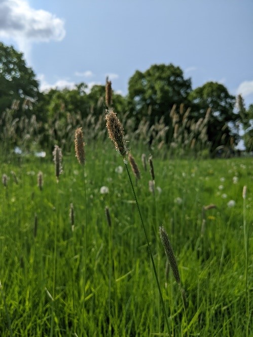 Biodiversity: Is Not Mowing Worth it? 