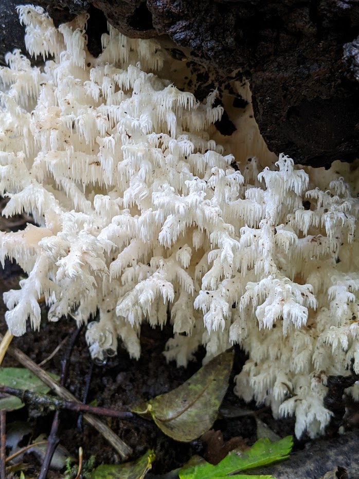 The importance of fungi