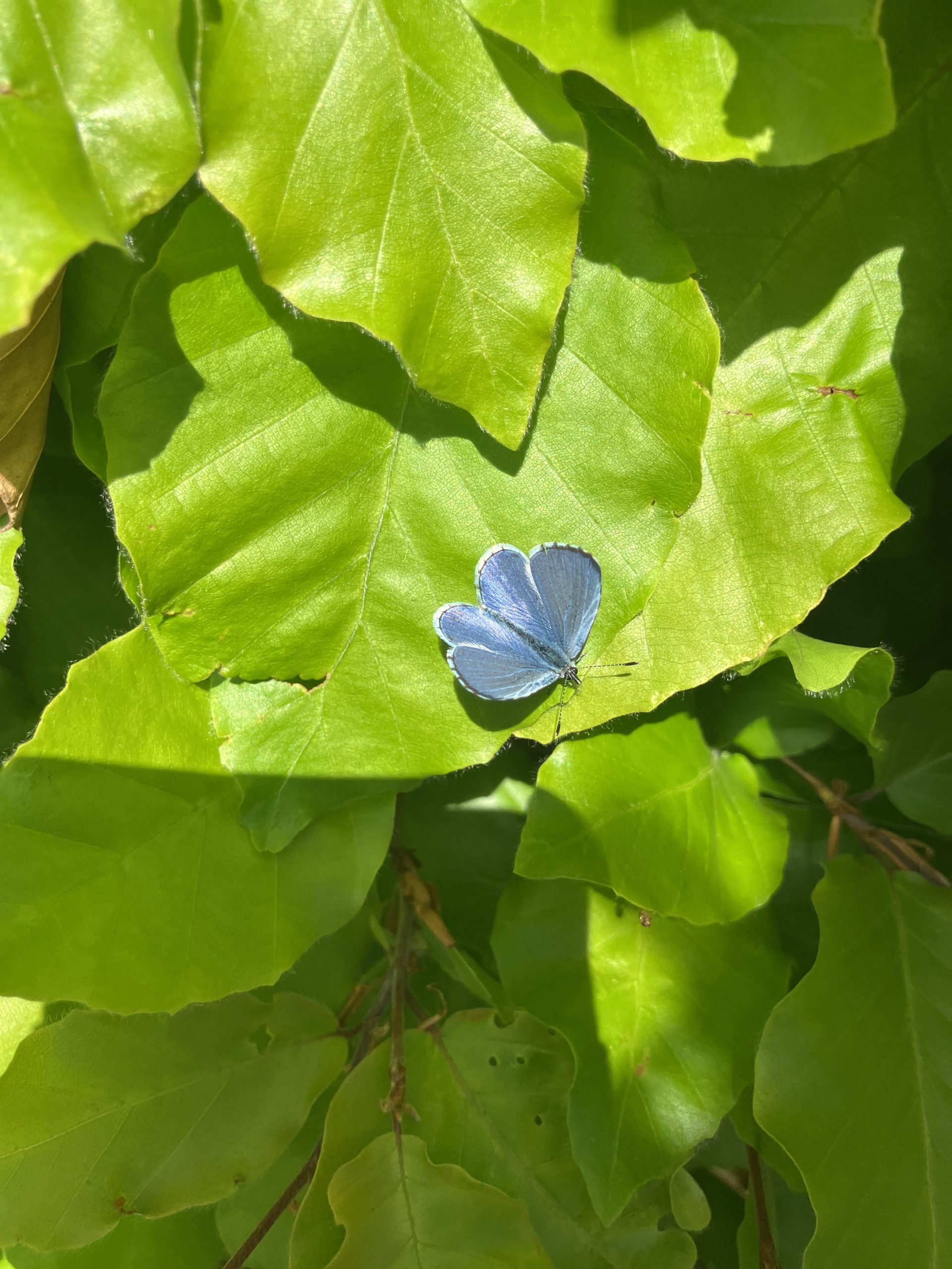 BioBlitz 2026: Capturing a snapshot of campus biodiversity