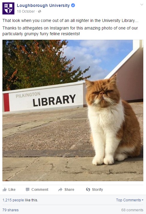 Library cat FB image