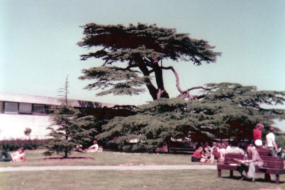 cedar tree before collapse in colour sent by Andrea Brooks