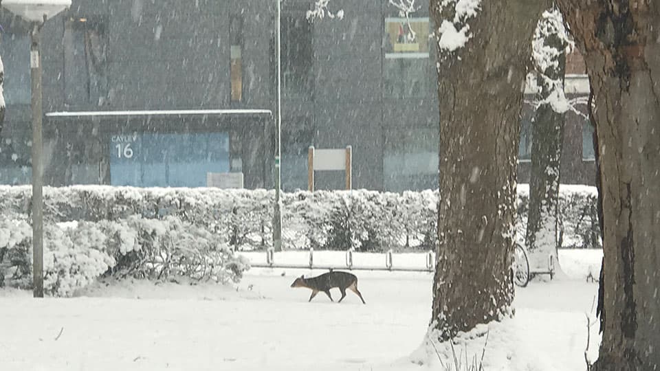 A deer in the snow on Loughborough University's campus