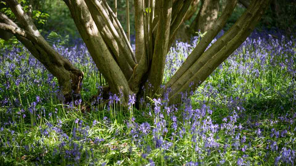 A field of bluebells surrounding a tree in Burleigh Wood.