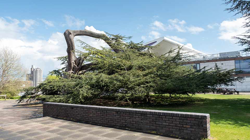Cedar of Lebanon tree on campus.