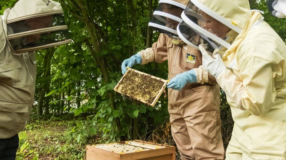 Three people wearing beekeeping suits, one is holding the bee hive frame with lots of bees on. 