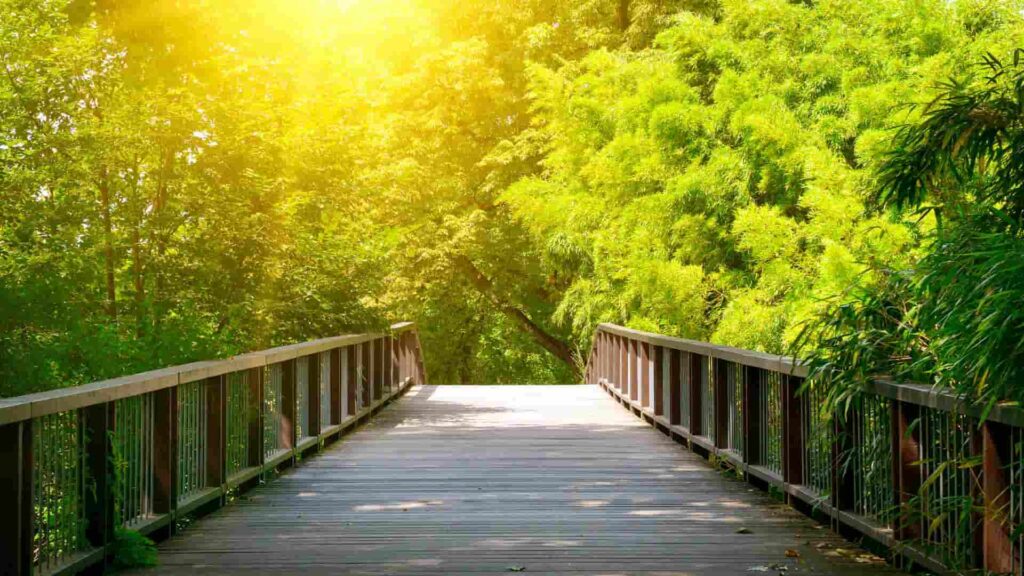 A wooden bridge leading towards a sunny forest of trees.
